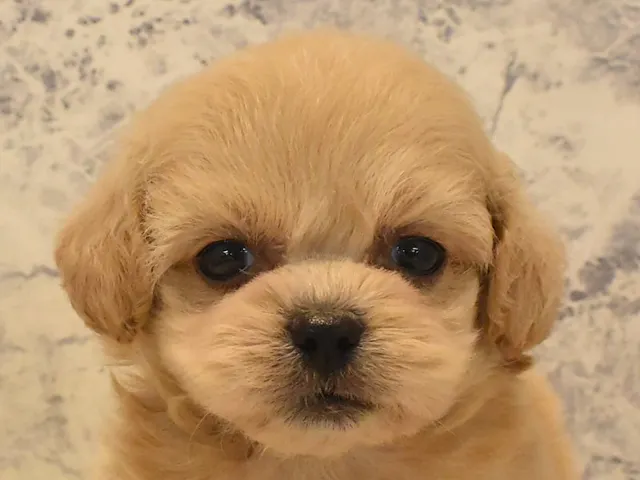 千葉県のハーフ犬・ミックス犬 (ペッツワン船橋習志野店/2025年3月29日生まれ/女の子/クリーム)の子犬
